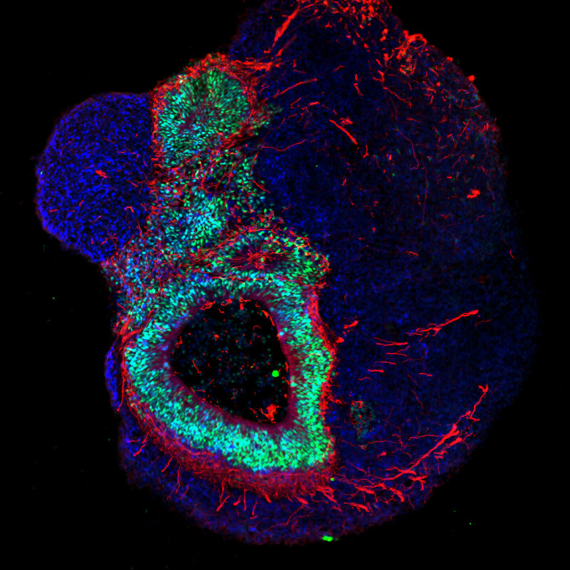 Let’s get cellular – an image from the Max Delbrück Center for Molecular Medicine