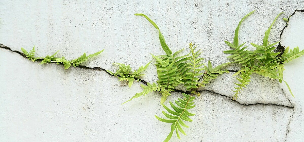 (c) curraheeshutter (c) curraheeshutter